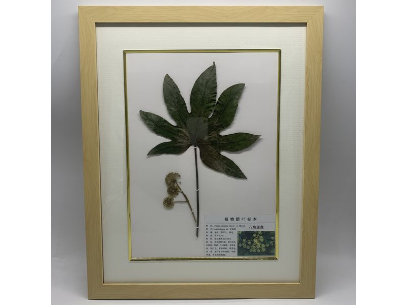 中藥植物標(biāo)本-八角金盤